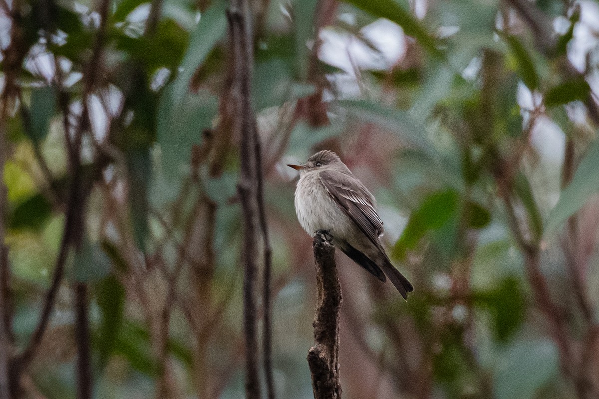 Western/Eastern Wood-Pewee - ML642297343