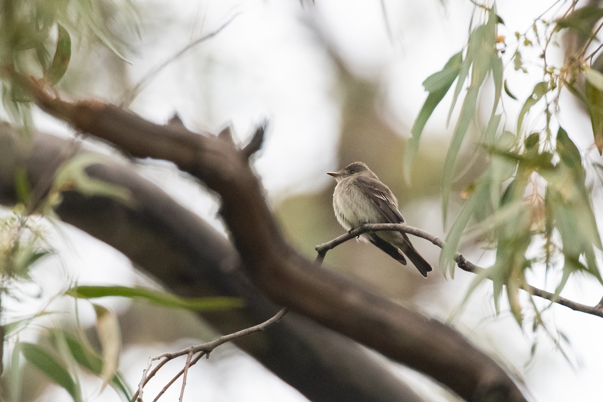 Western/Eastern Wood-Pewee - ML642297345