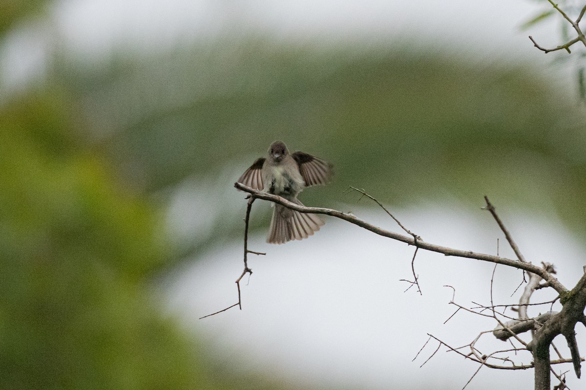 Western/Eastern Wood-Pewee - ML642297346
