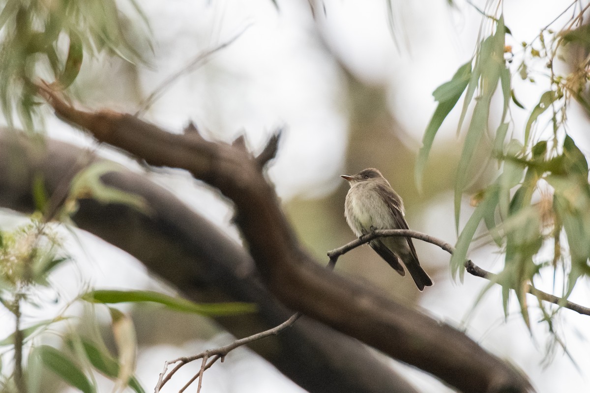 Western/Eastern Wood-Pewee - ML642297347