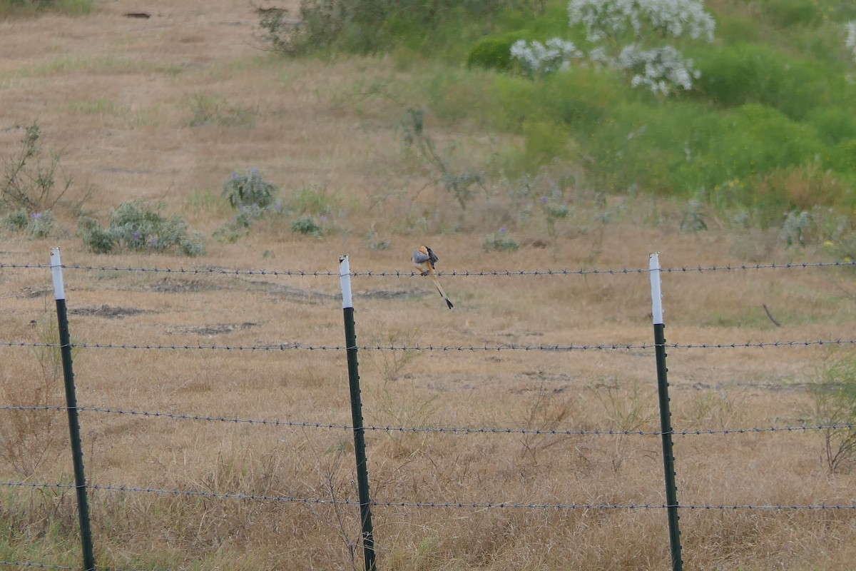 Scissor-tailed Flycatcher - ML642297349
