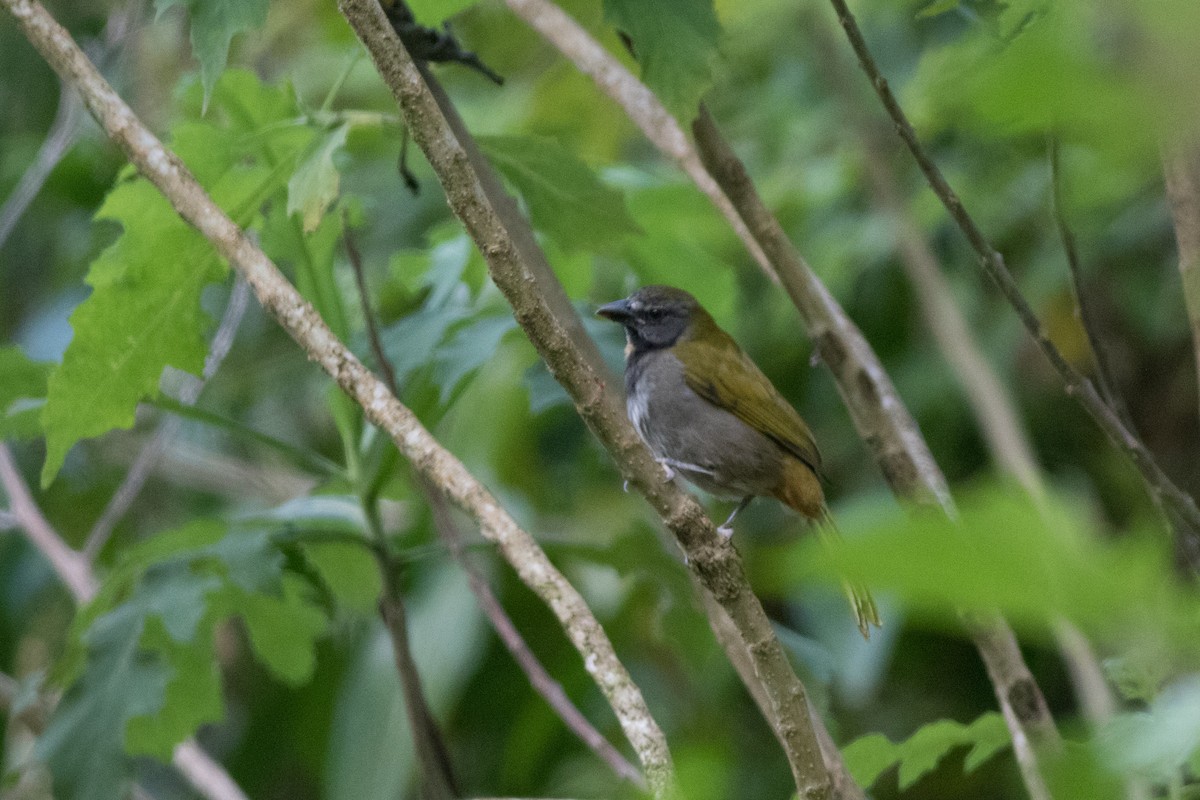 Buff-throated Saltator - ML642297353