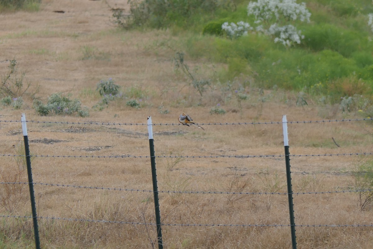 Scissor-tailed Flycatcher - ML642297360