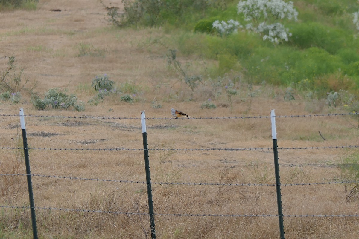 Scissor-tailed Flycatcher - ML642297361