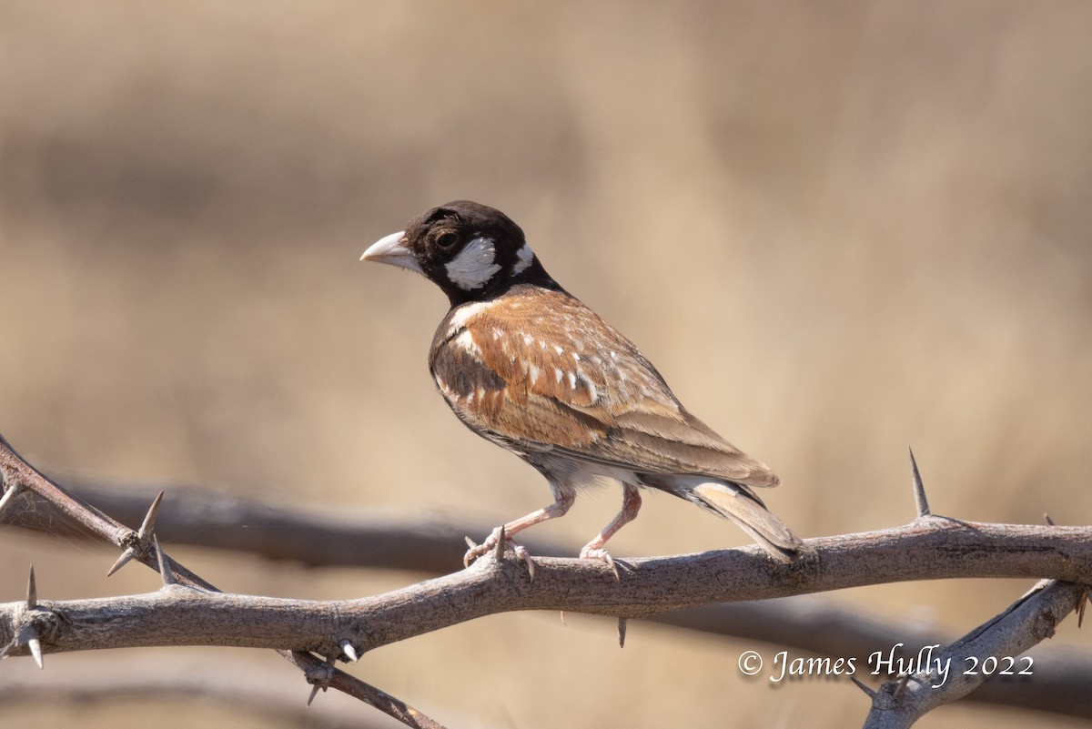 Chestnut-backed Sparrow-Lark - ML642297375