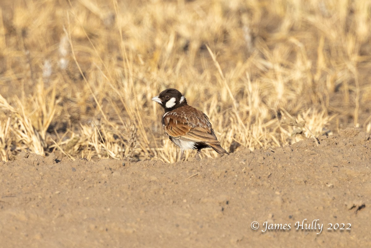 Chestnut-backed Sparrow-Lark - ML642297376