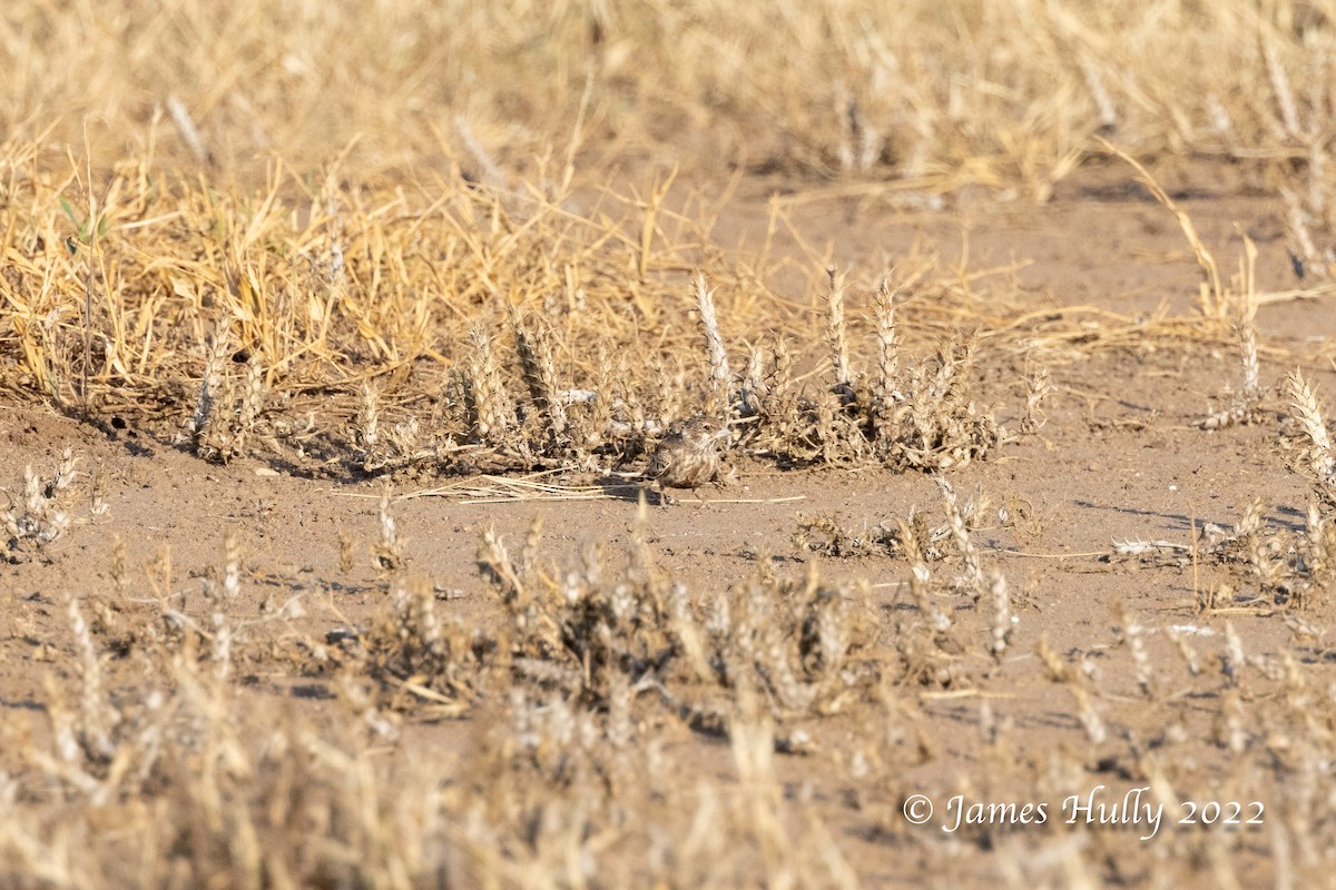 Chestnut-backed Sparrow-Lark - ML642297380