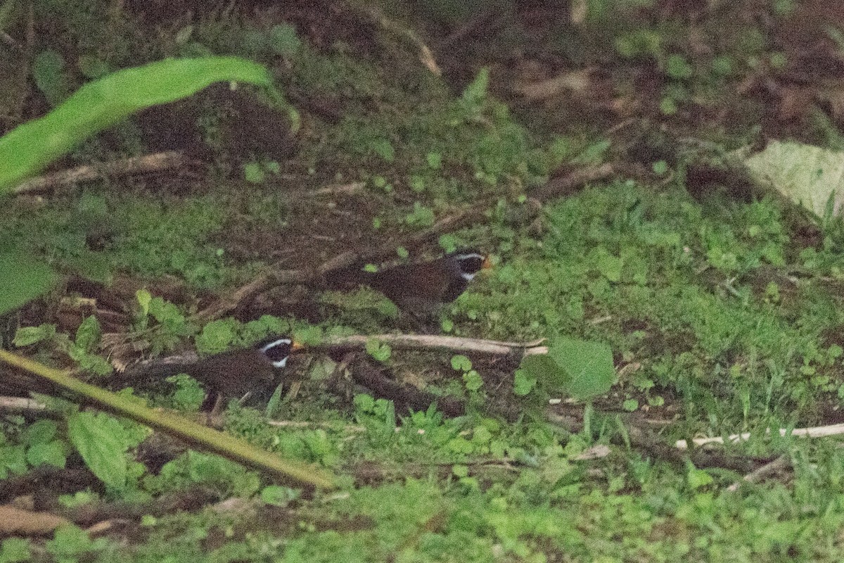 Orange-billed Sparrow - ML642297386