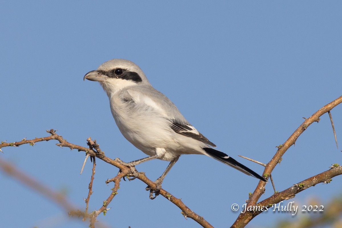 Great Gray Shrike (Steppe) - ML642297395