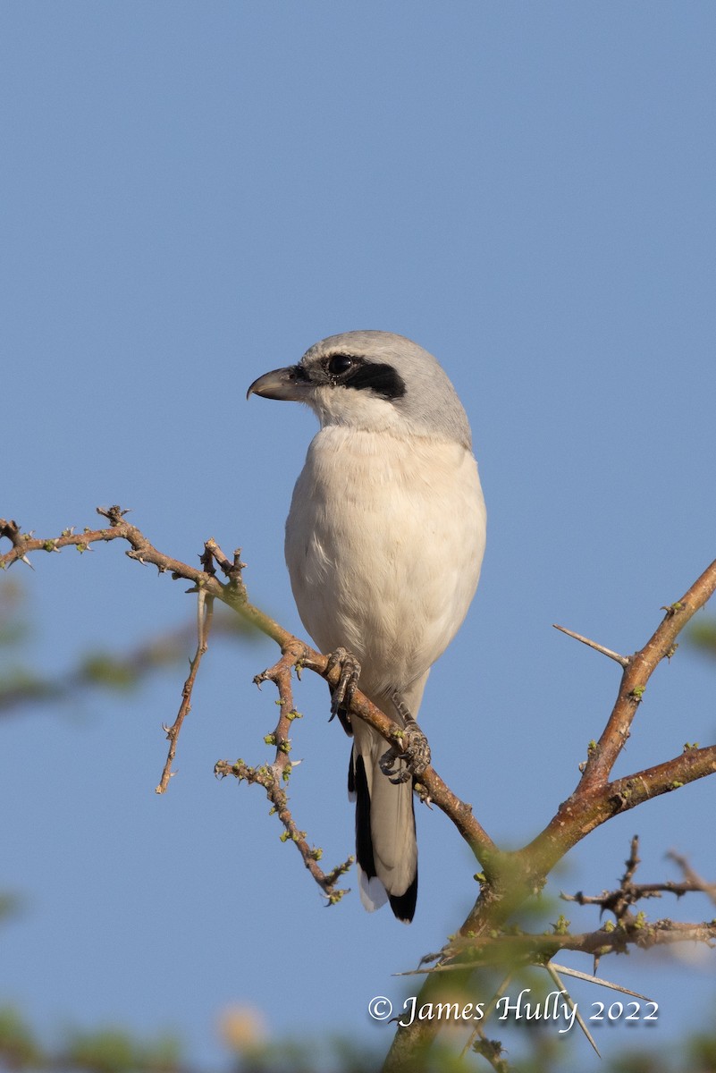 Great Gray Shrike (Steppe) - ML642297397