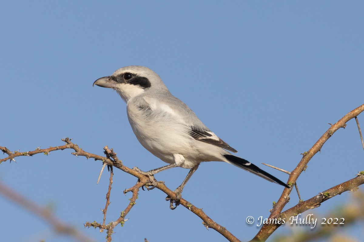 Great Gray Shrike (Steppe) - ML642297399