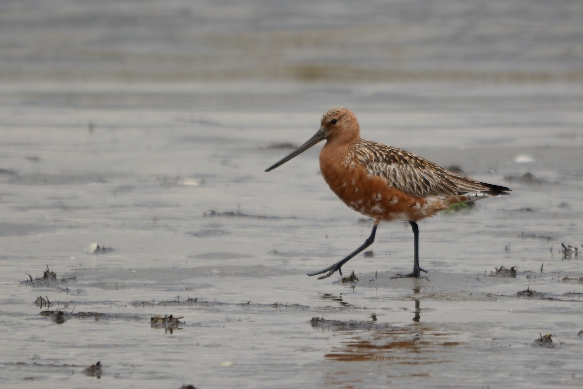 Black-tailed Godwit - ML642297400