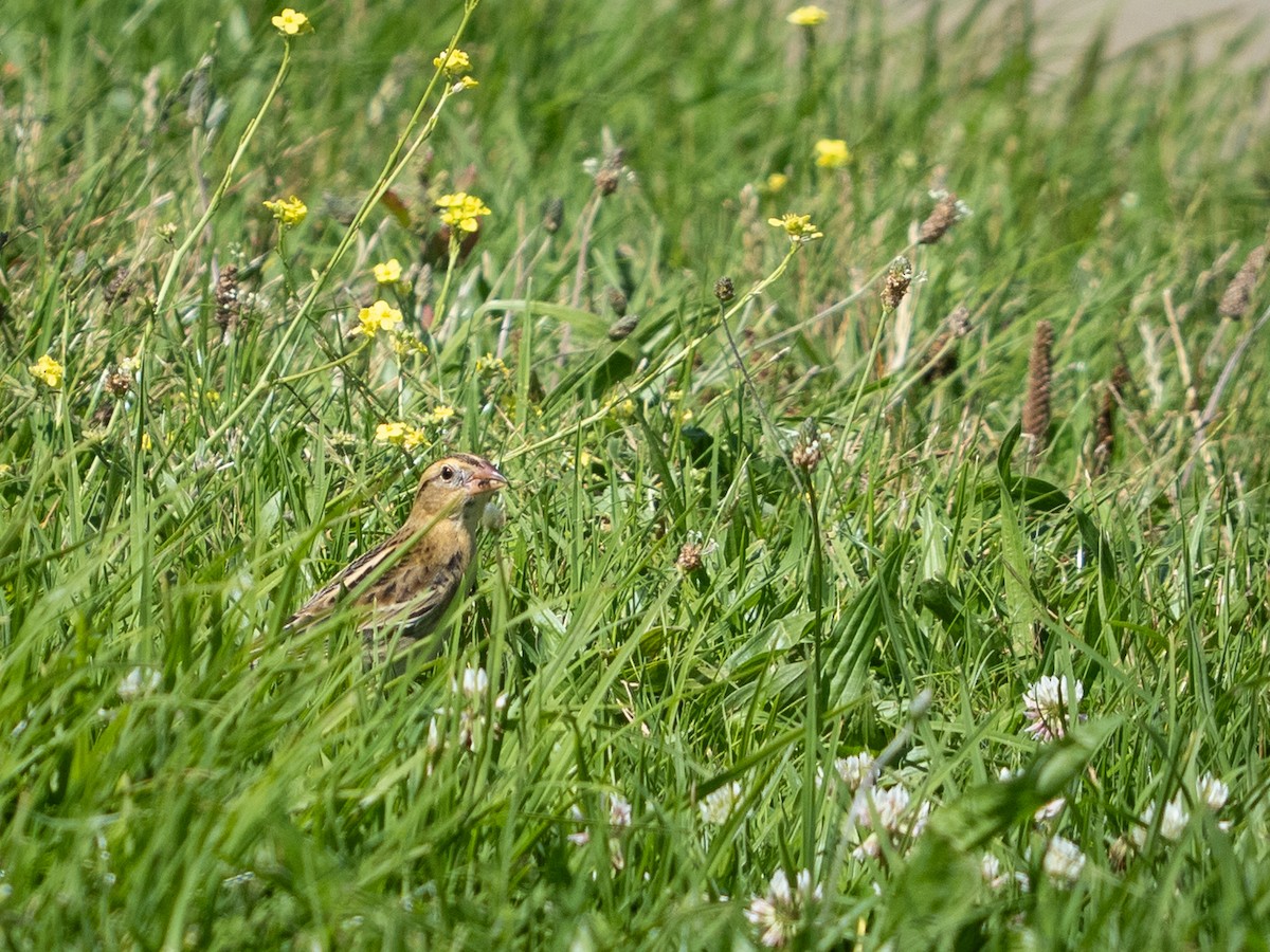Bobolink - ML642297404