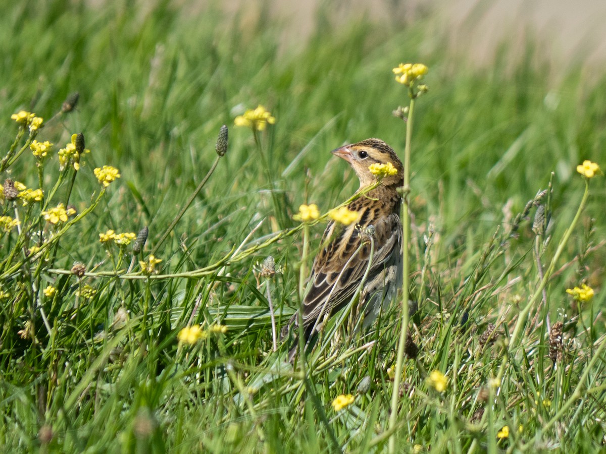 Bobolink - ML642297405