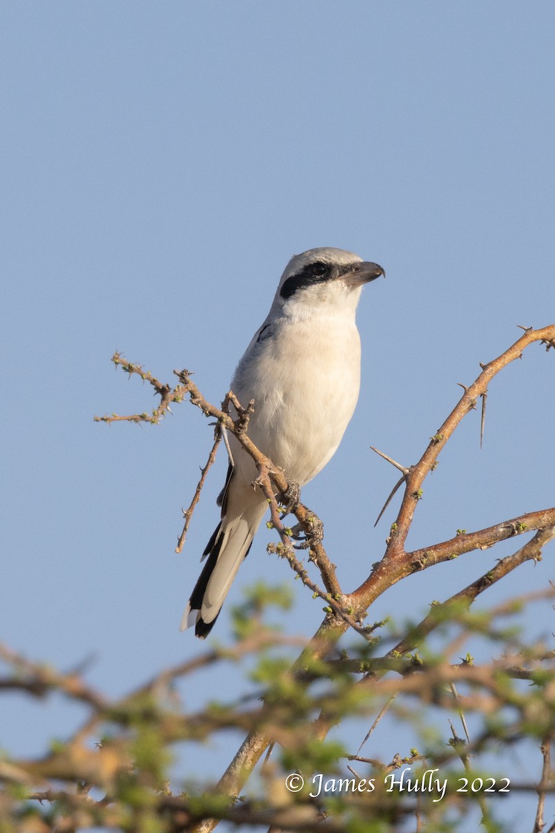 Great Gray Shrike (Steppe) - ML642297406