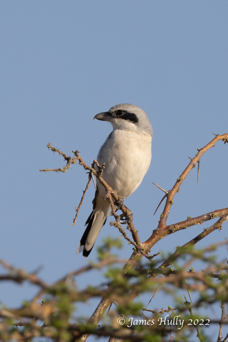 Great Gray Shrike (Steppe) - ML642297408