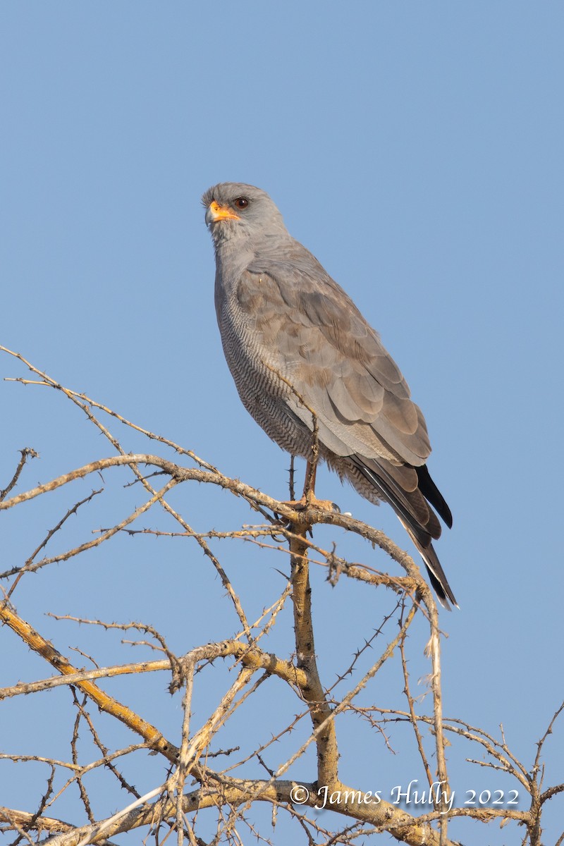Dark Chanting-Goshawk - ML642297414