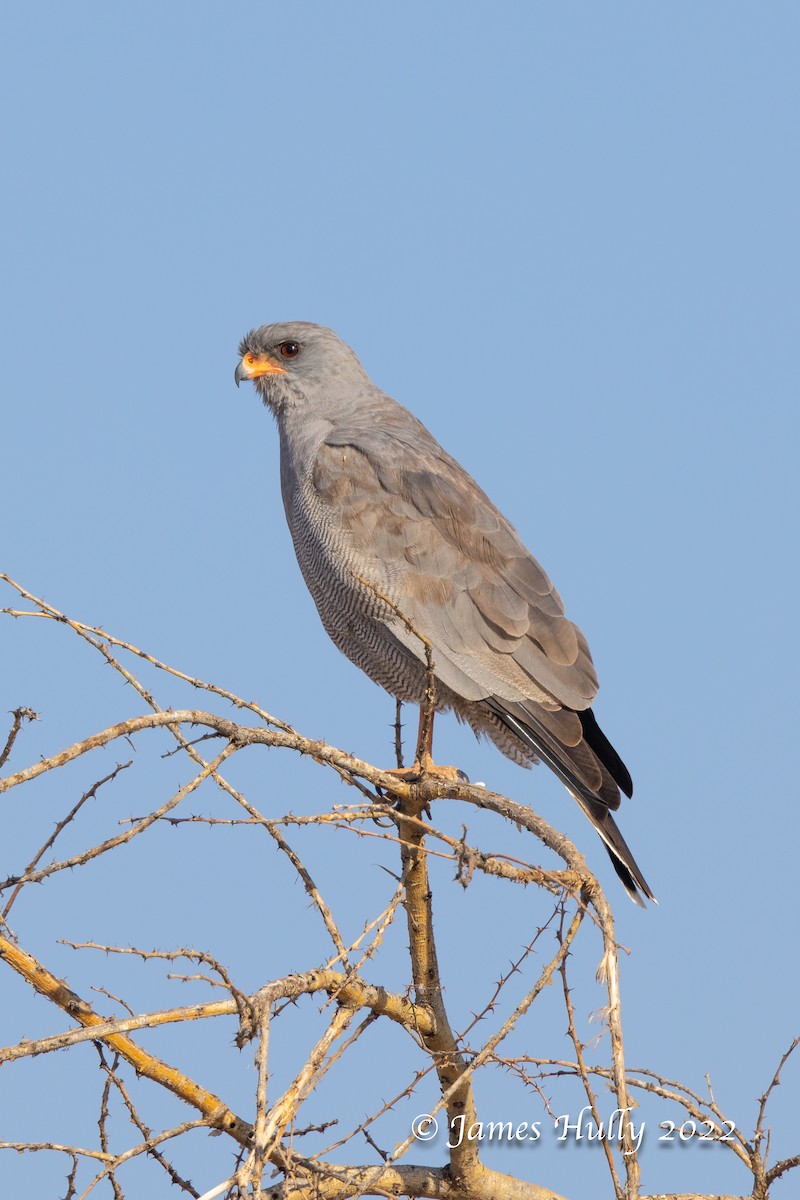 Dark Chanting-Goshawk - ML642297415