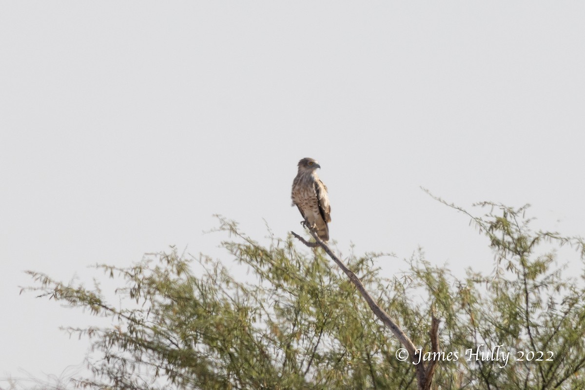 Short-toed Snake-Eagle - ML642297418