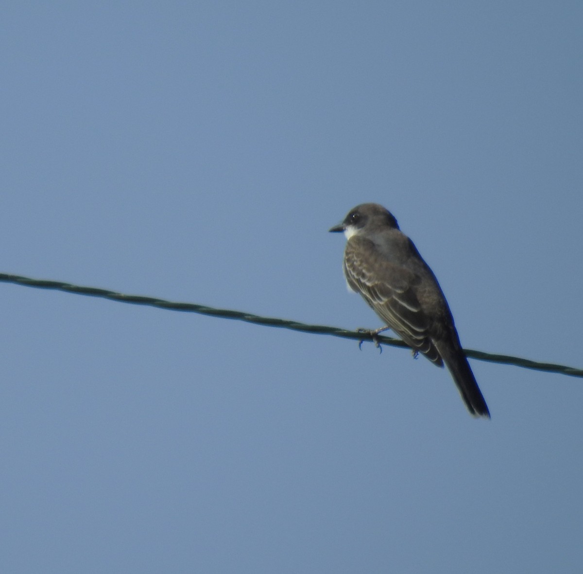 Eastern Kingbird - ML642297424