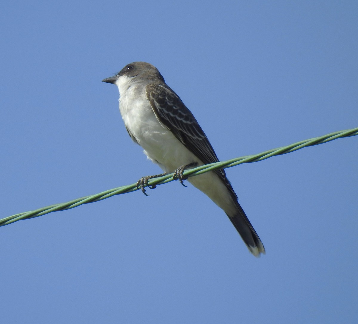 Eastern Kingbird - ML642297425