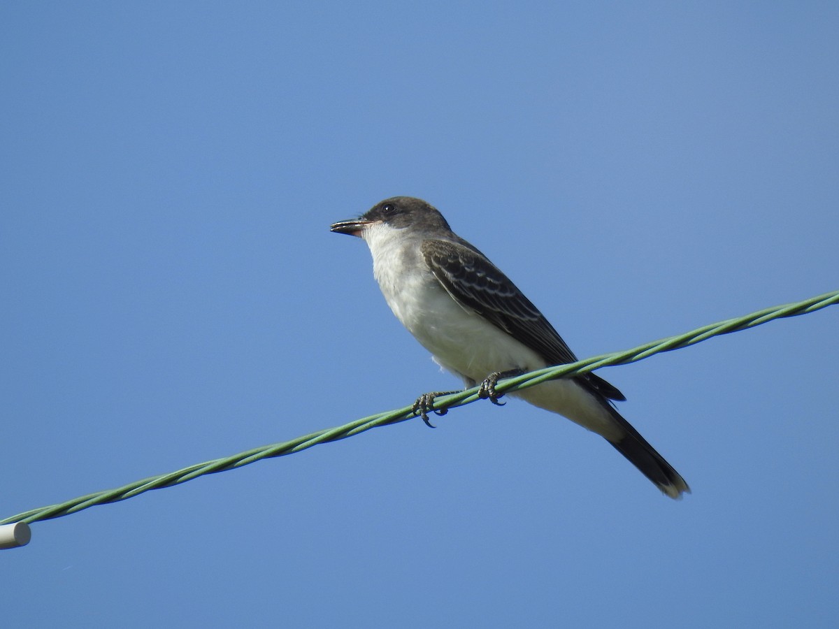Eastern Kingbird - ML642297426