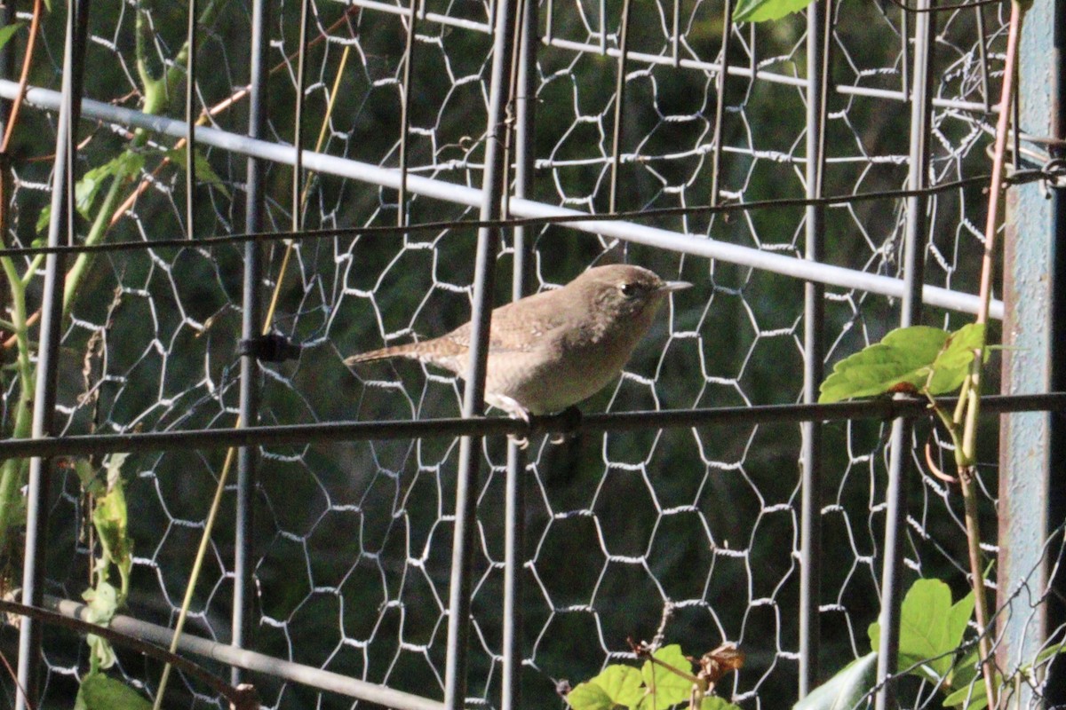 Northern House Wren - ML642297458