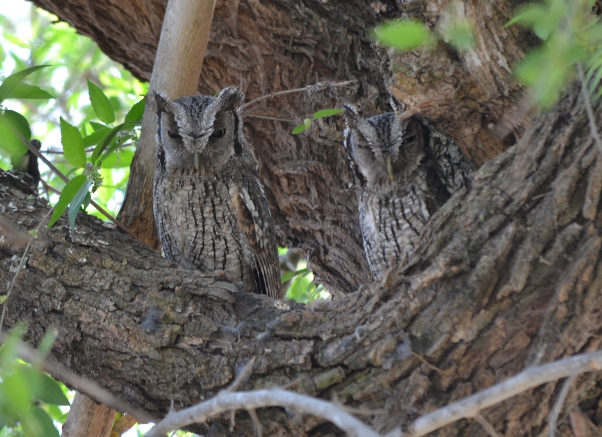 Tropical Screech-Owl - ML642297471