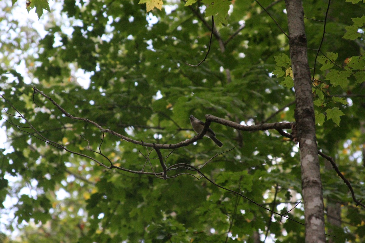 Tufted Titmouse - ML642297493