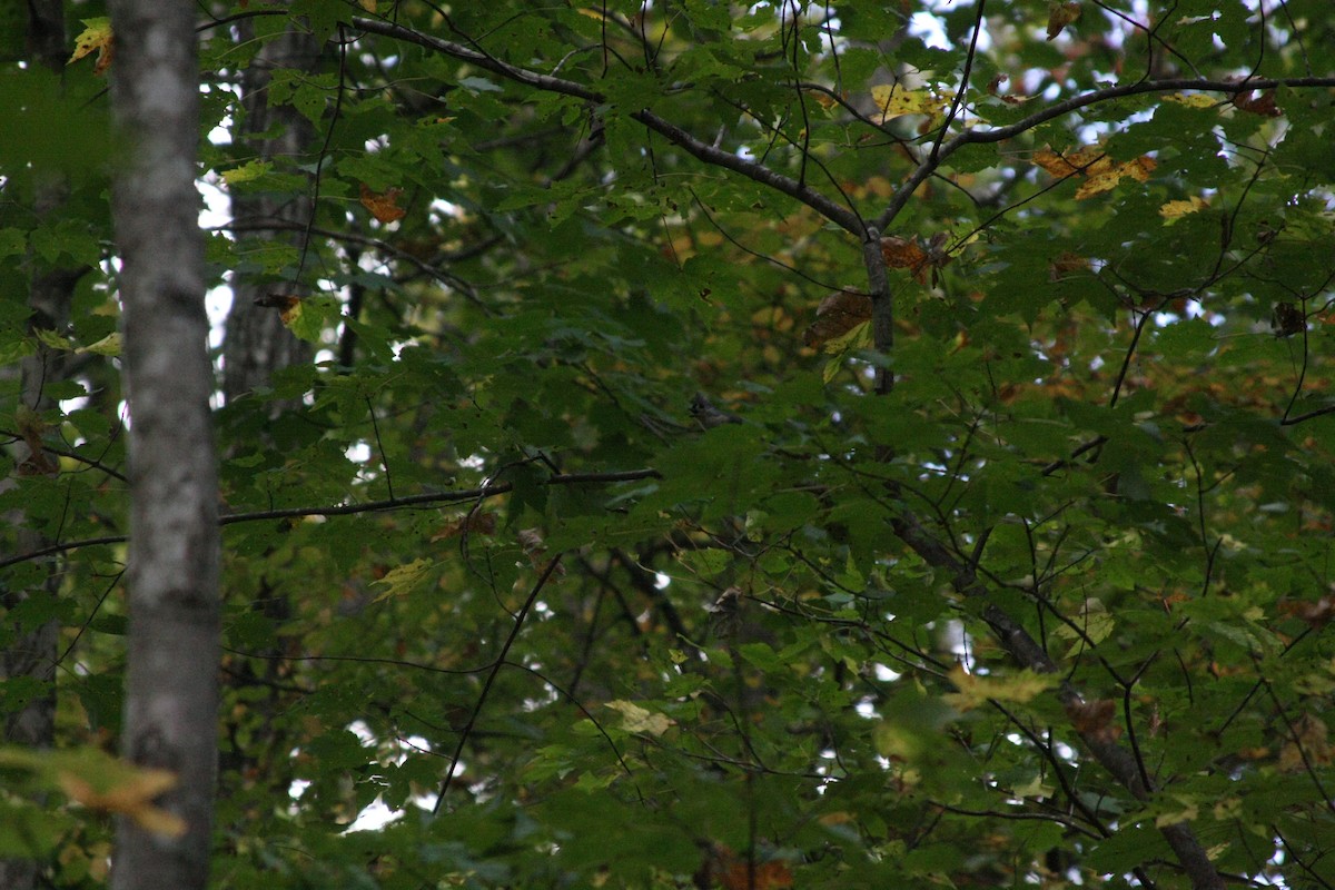 Tufted Titmouse - ML642297494