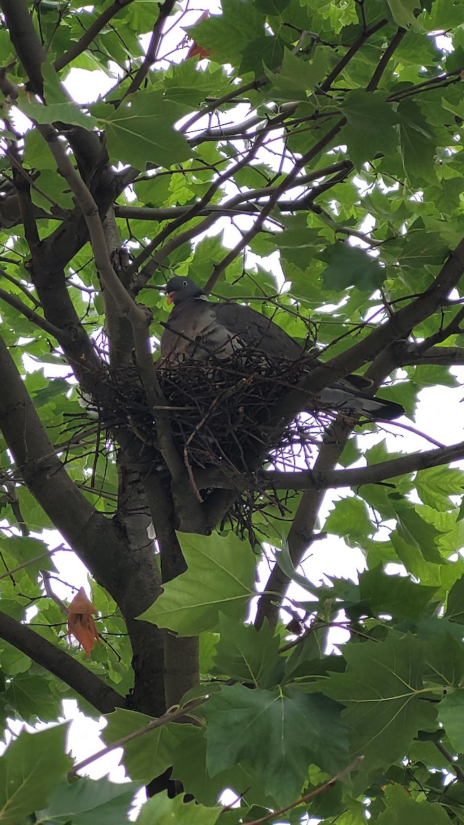 Common Wood-Pigeon - ML642297496