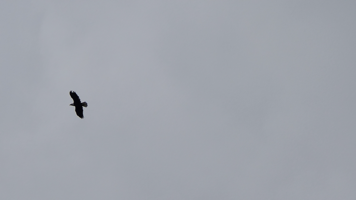 Bald Eagle - ML642297502