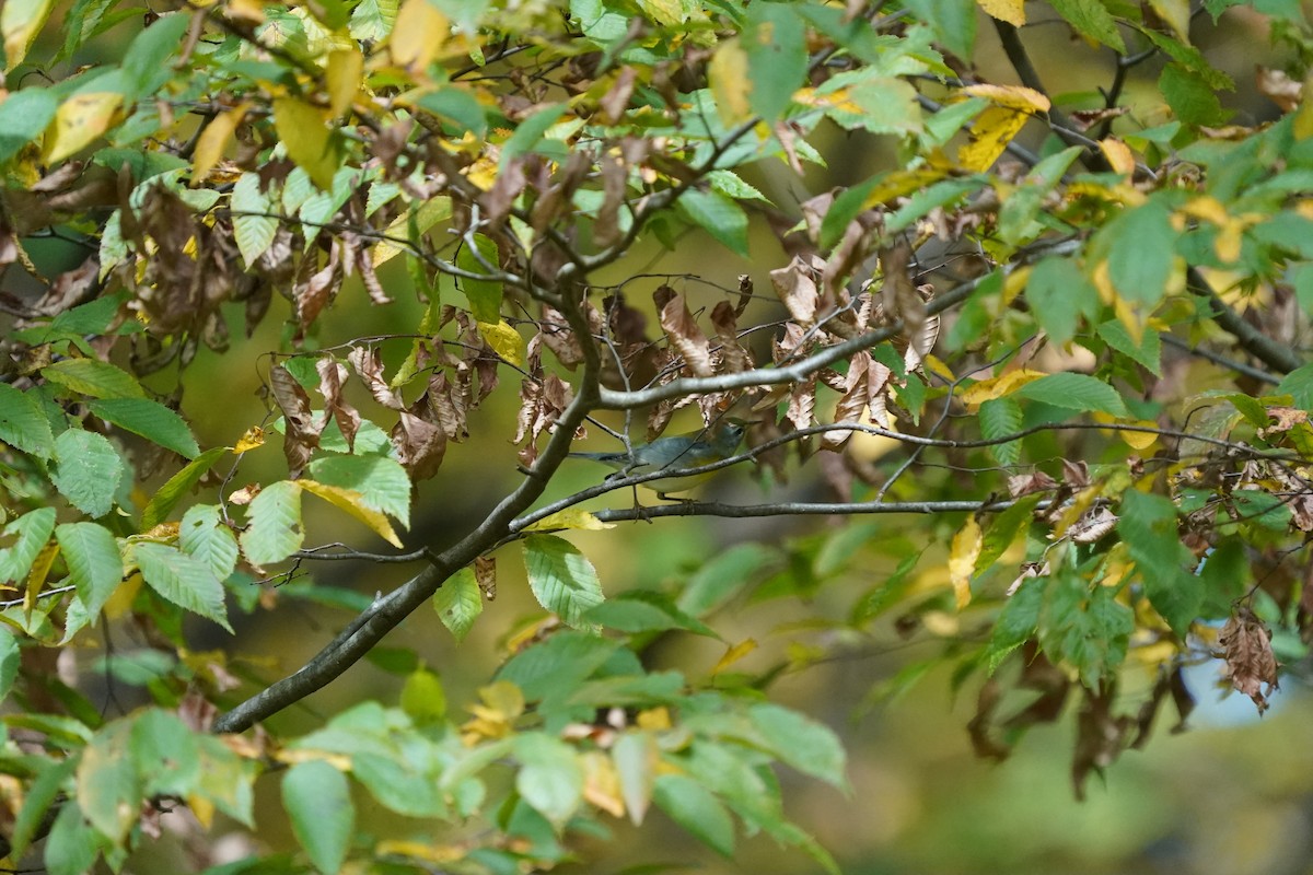 Northern Parula - ML642297504