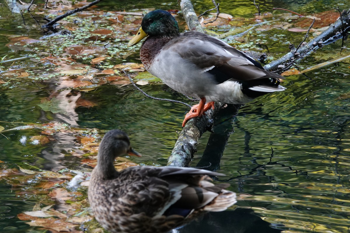 Mallard - ML642297506