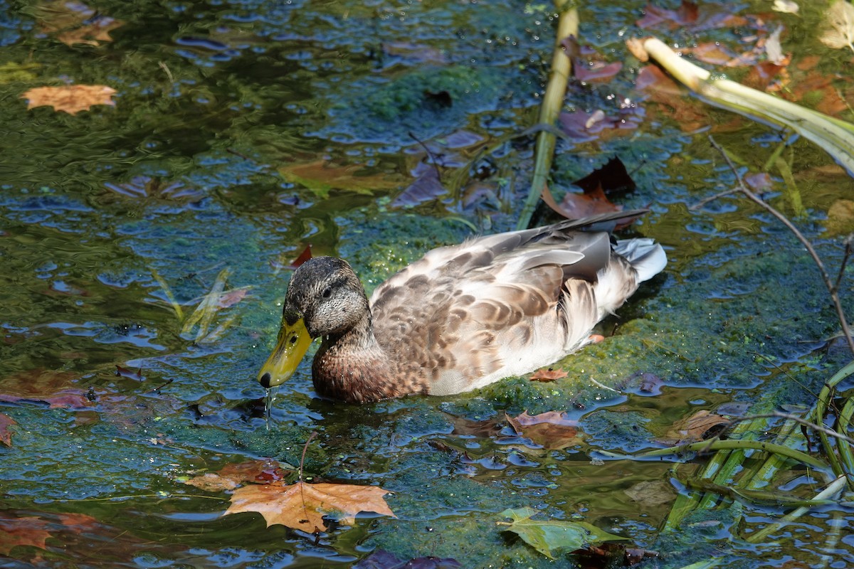 Mallard - ML642297507