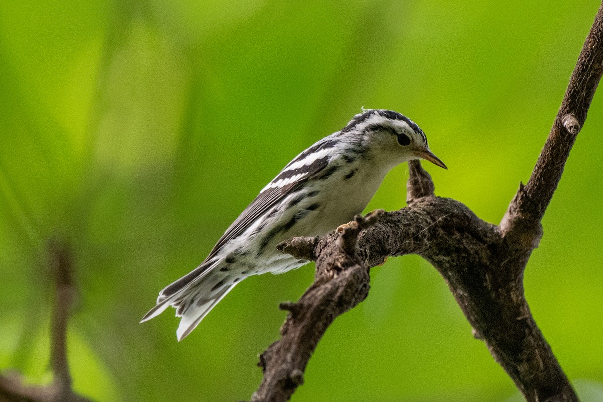 Black-and-white Warbler - ML642297509