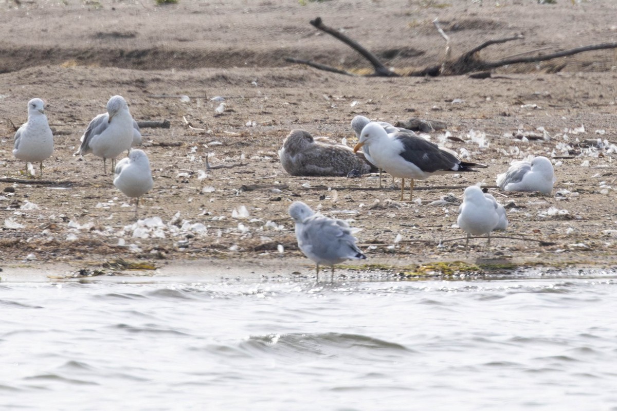 Lesser Black-backed Gull - ML642297510