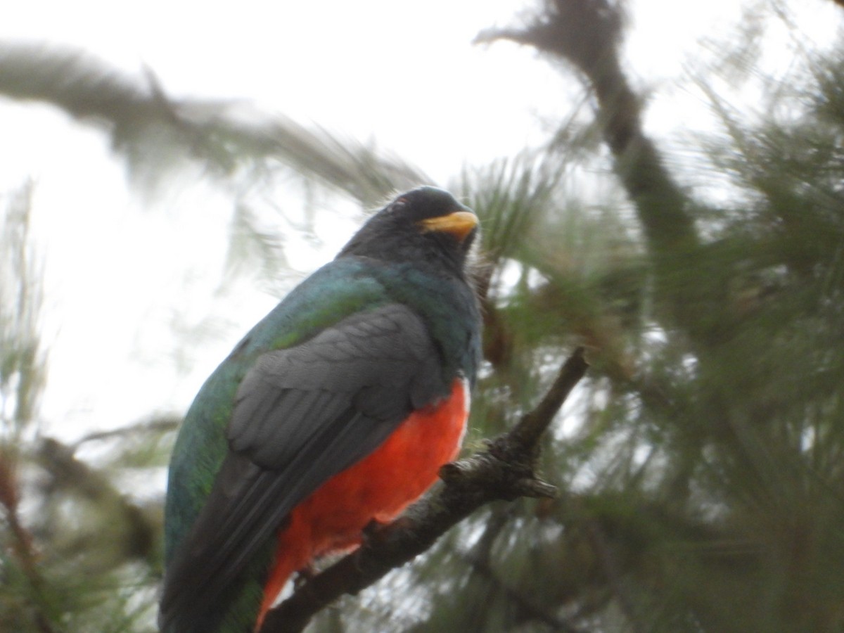 Mountain Trogon - ML642297511