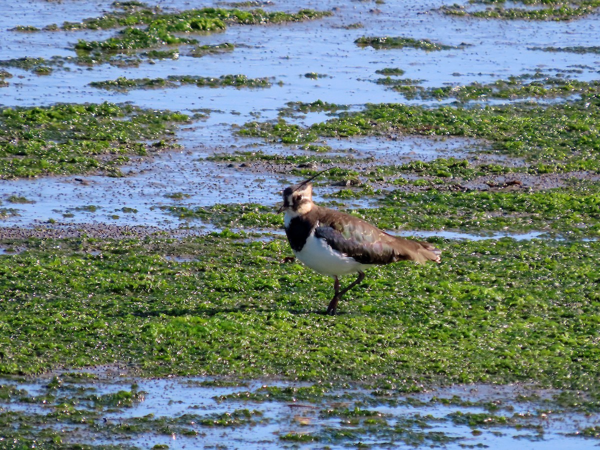 Northern Lapwing - ML642297514