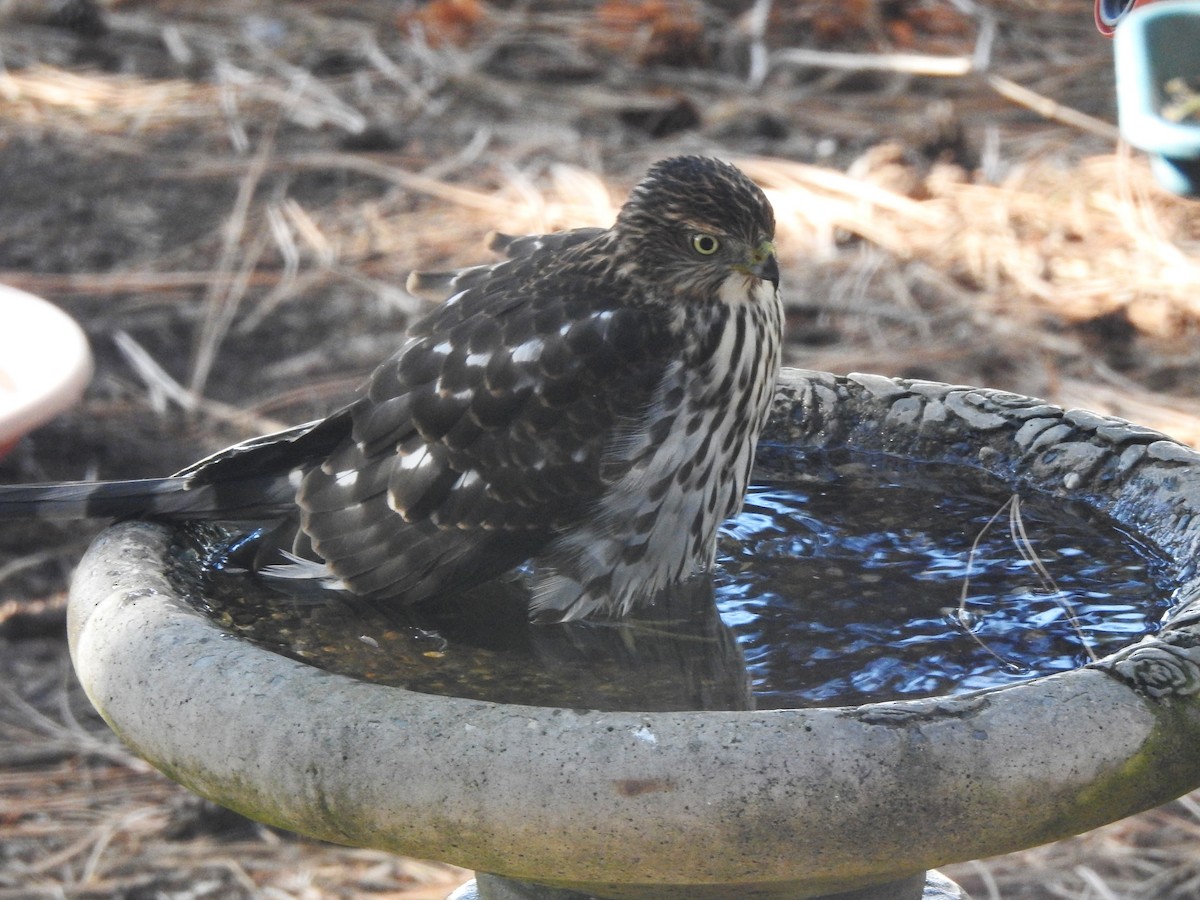 Sharp-shinned Hawk - ML642297518