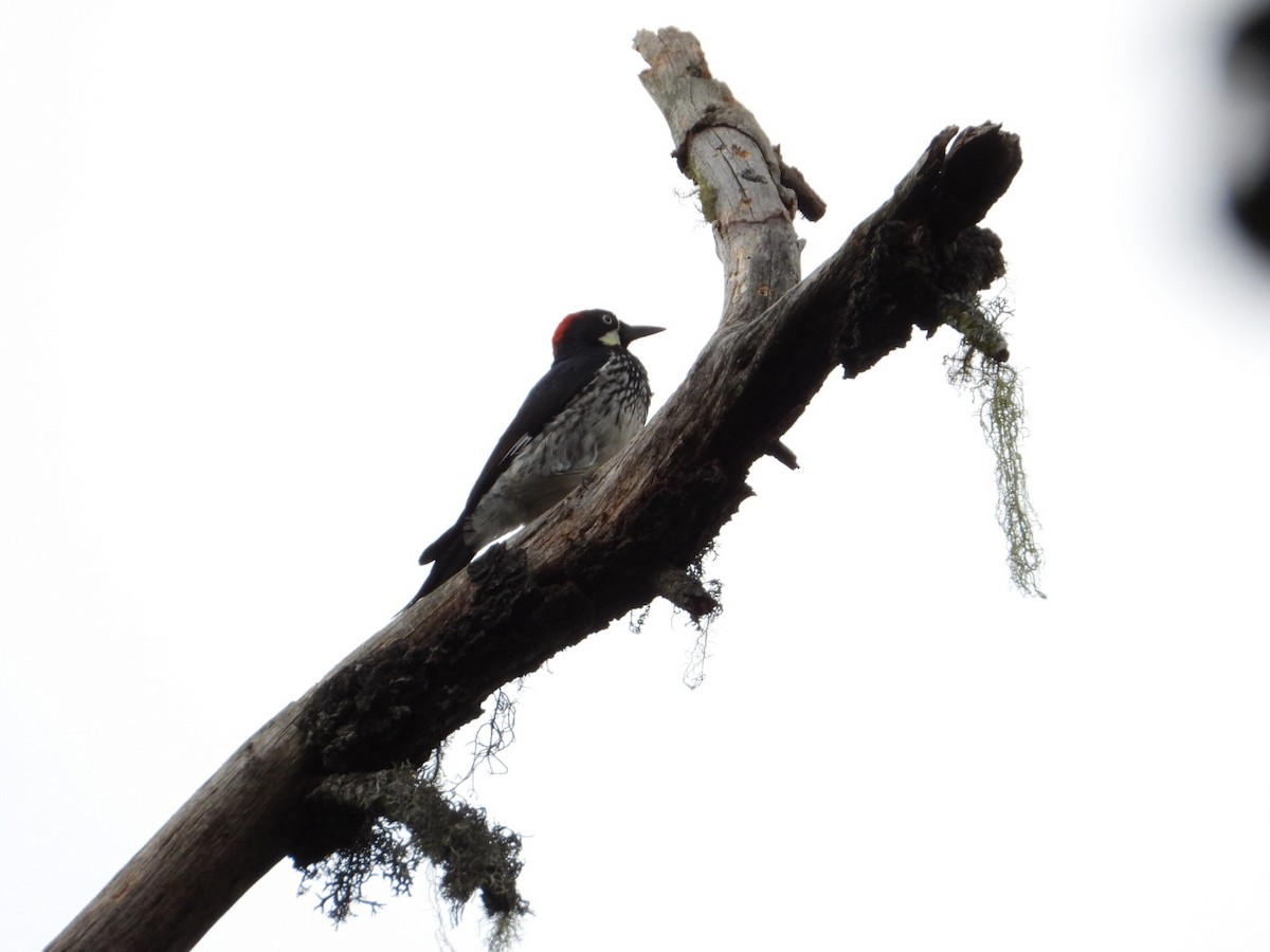 Acorn Woodpecker - ML642297520