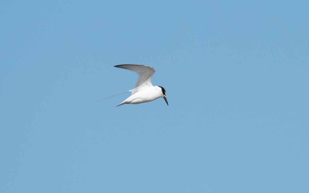 Little Tern - ML642297524
