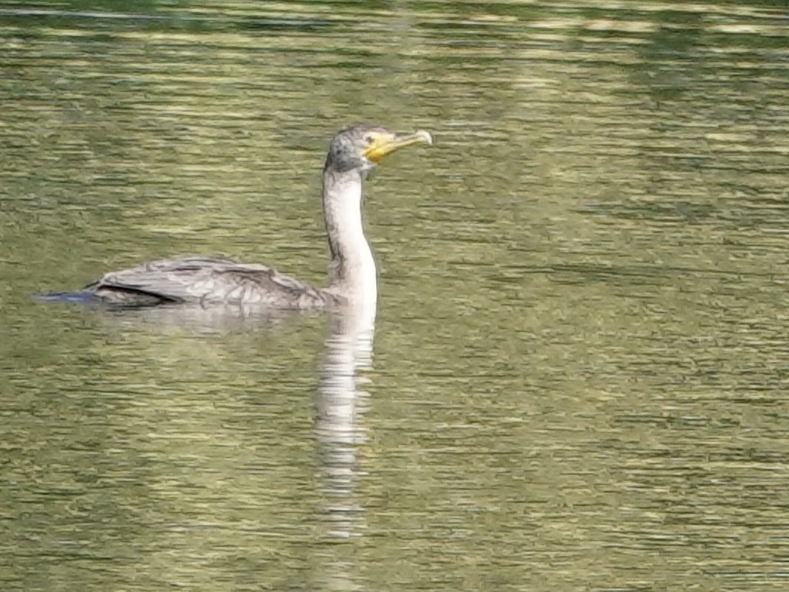 Double-crested Cormorant - ML642297532