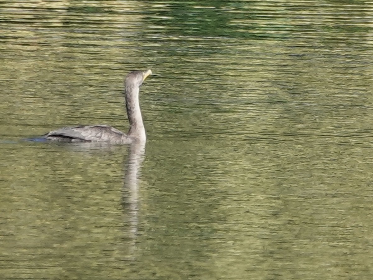Double-crested Cormorant - ML642297533