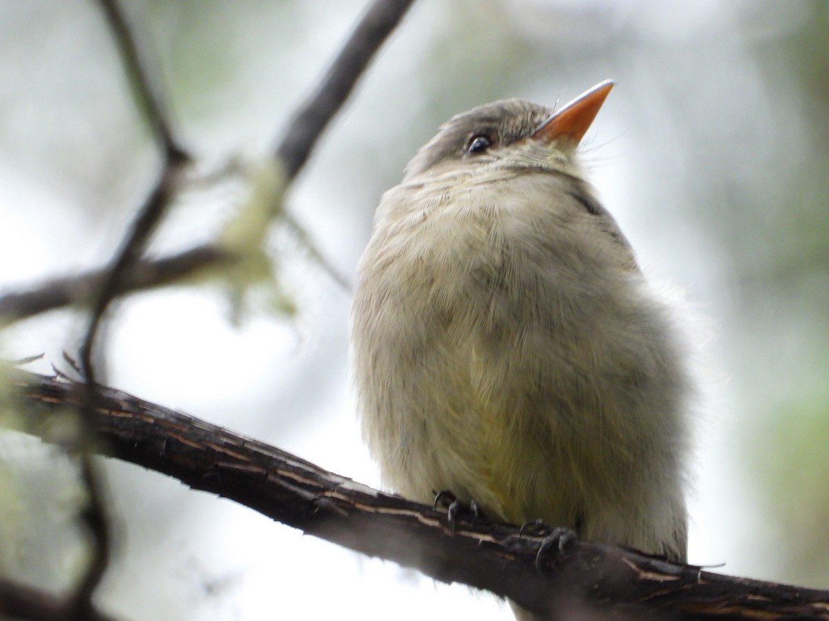 Greater Pewee - ML642297537