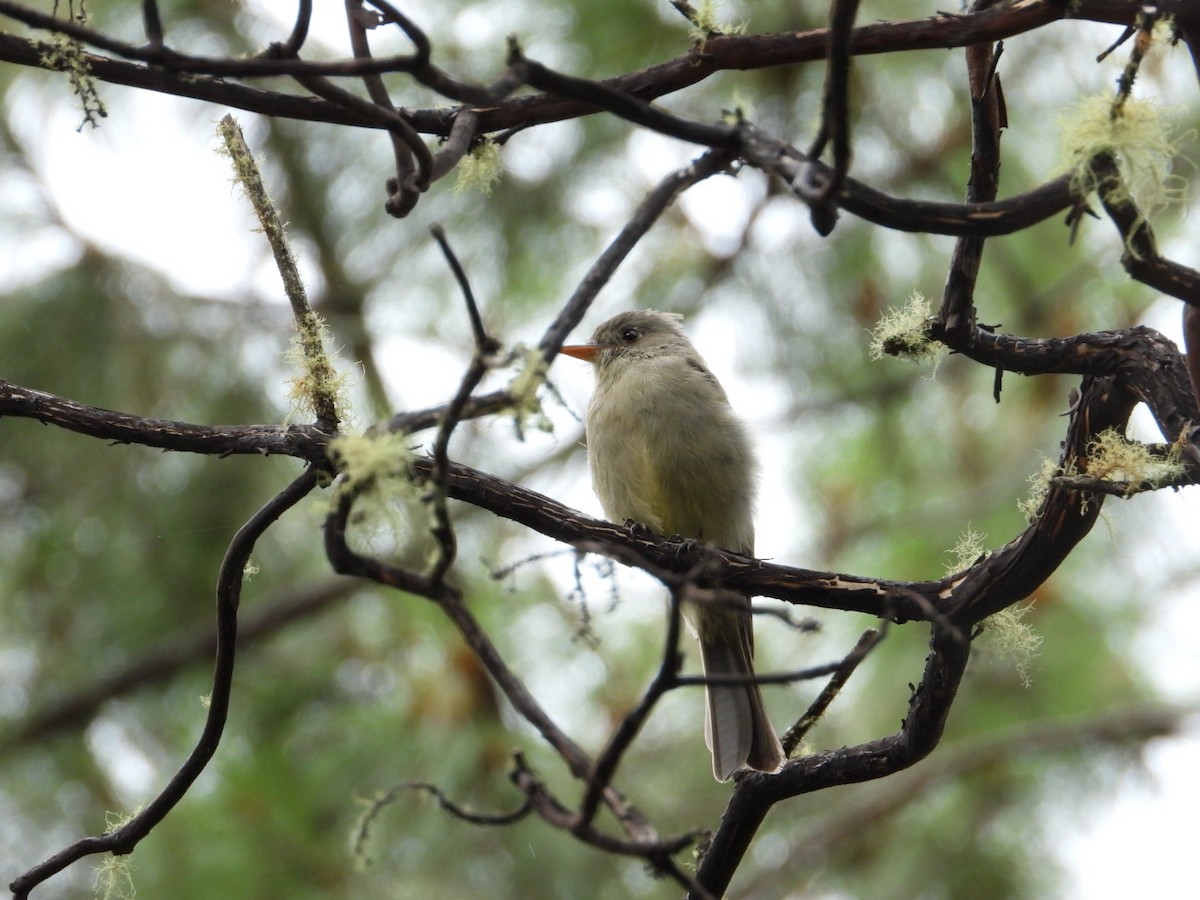 Greater Pewee - ML642297538