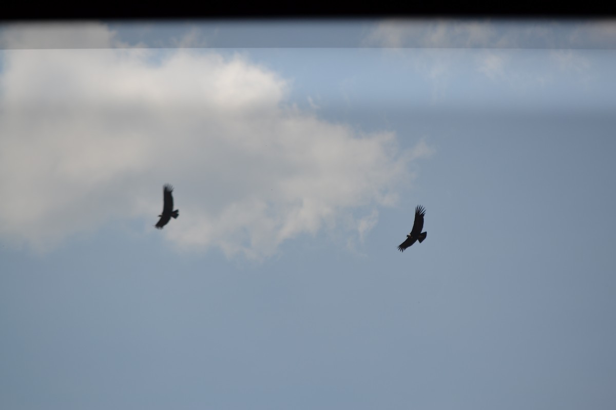 Andean Condor - ML642297540