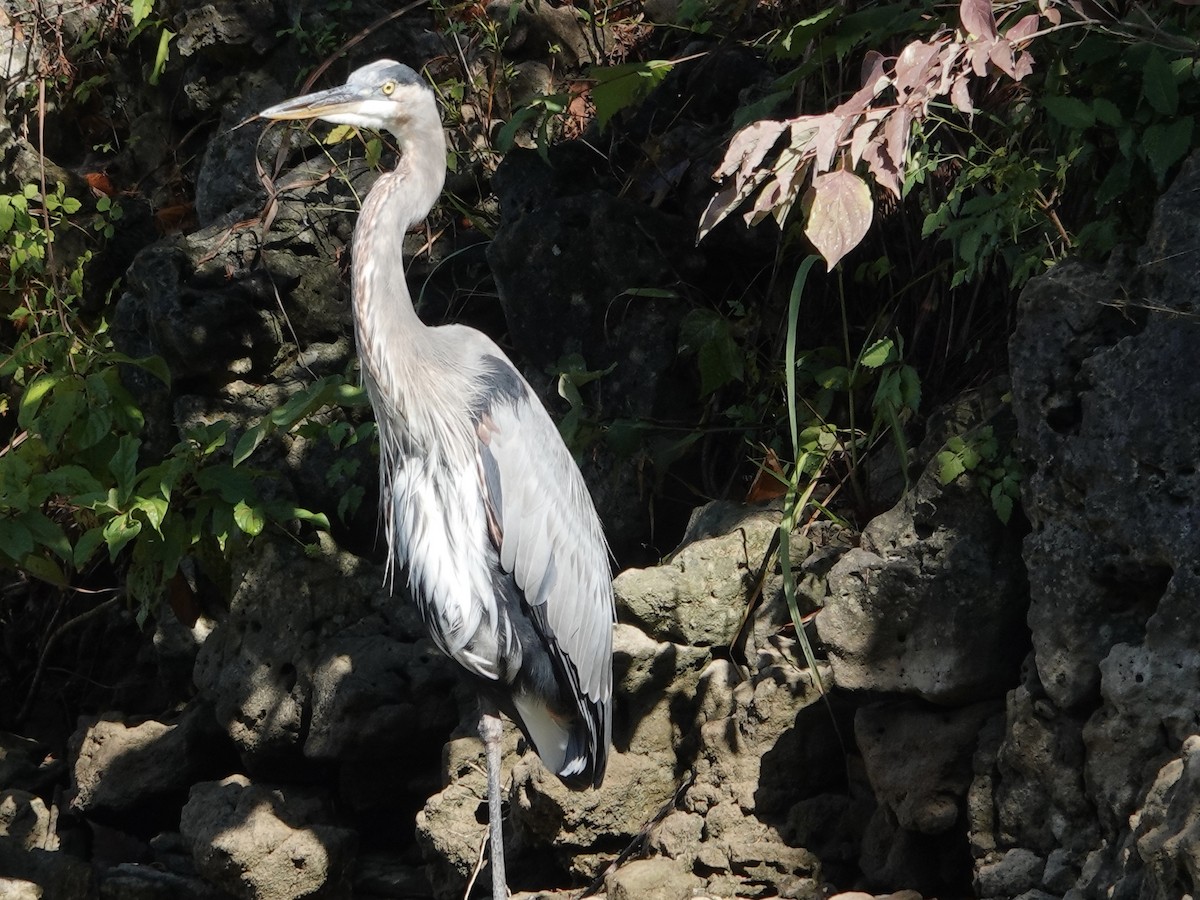 Amerika Gri Balıkçılı - ML642297550