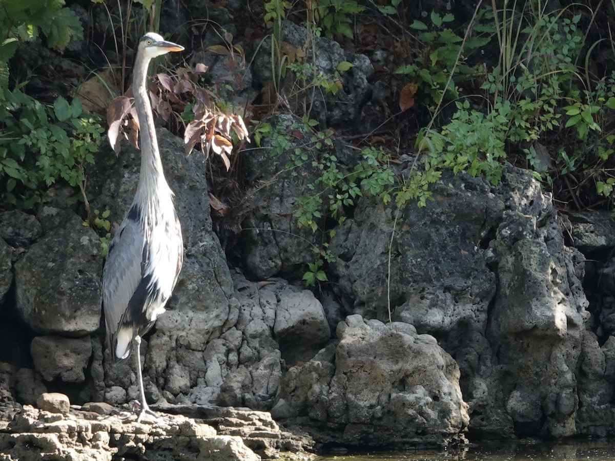 Amerika Gri Balıkçılı - ML642297551