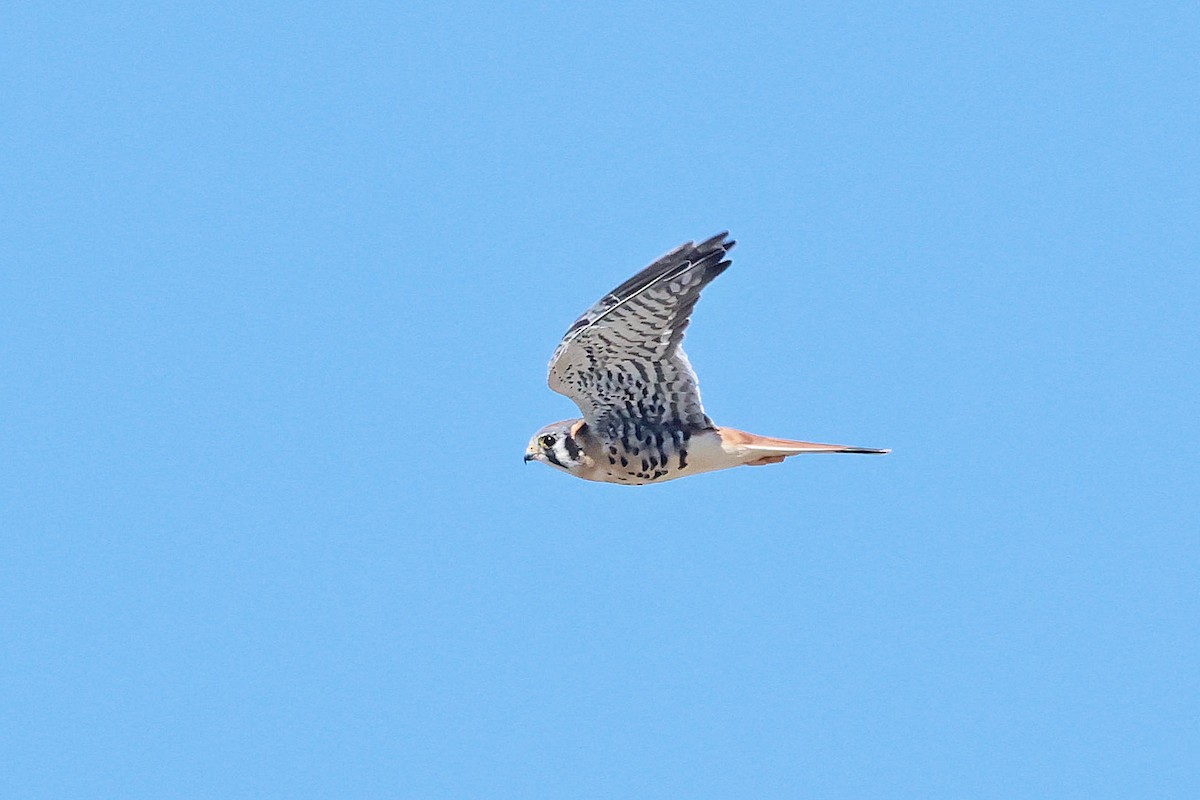 American Kestrel - ML642297554